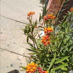 Meet your Posher, Reyna